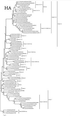 Phylogeny, Pathogenicity, and Transmission of H5N1 Avian Influenza Viruses in Chickens